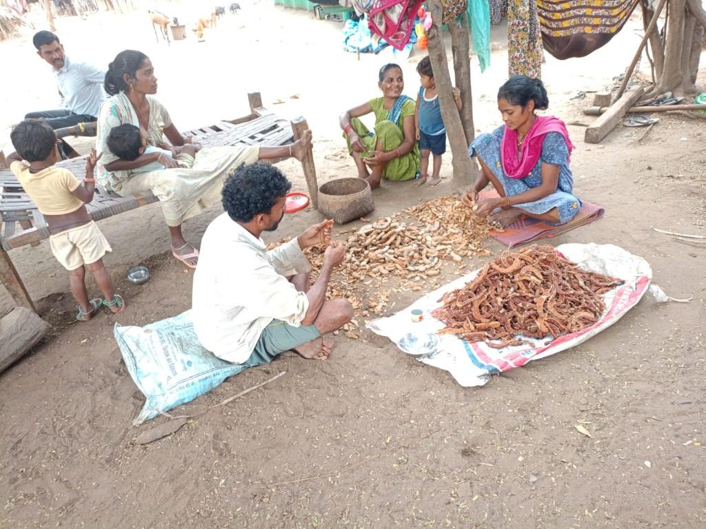 Bastar tamarind deshelling — traditional manual processing of harvested tamarind, Chhattisgarh