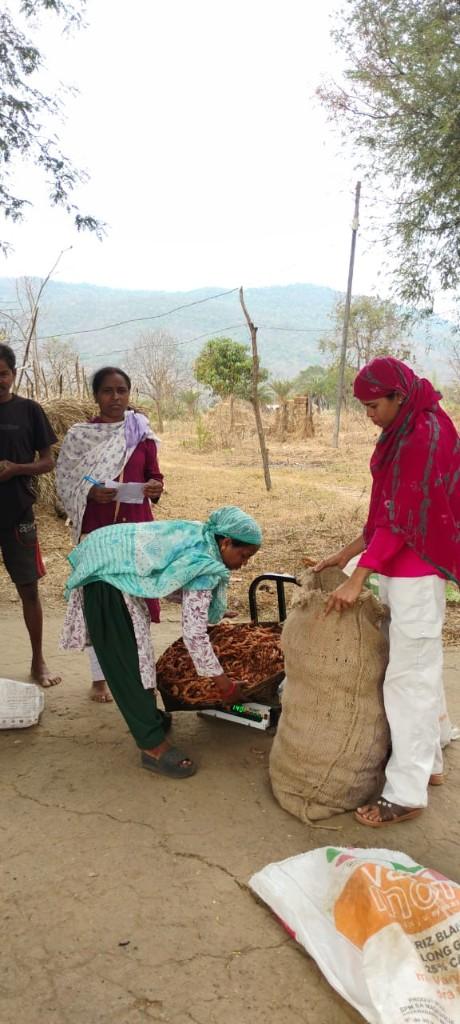 Bastar tamarind harvest — bulk burlap sacks weighed for export supply, Chhattisgarh tamarind collection